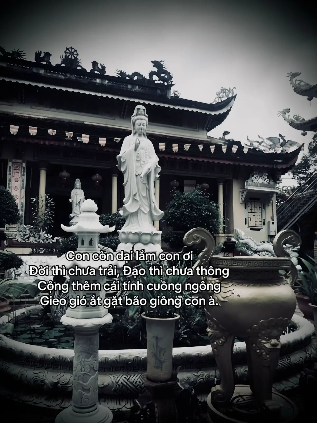 你还太天真，我的孩子。 人生无常，道亦未明。 再加上你那傲慢的本性。 你种的是风，收获的将是旋风，我的孩子。#tanh08_ #tamtrang #story #sttdoi 