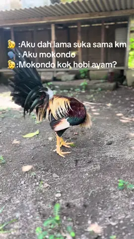 #mainjanganragu🐓☝️ 