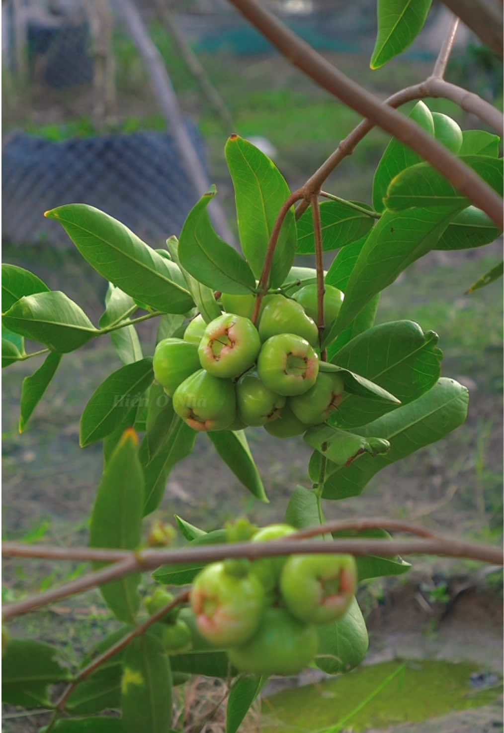 Nếu chỉ được trồng 1 cây. Thì tui sẽ trồng mận...  #hienonha 