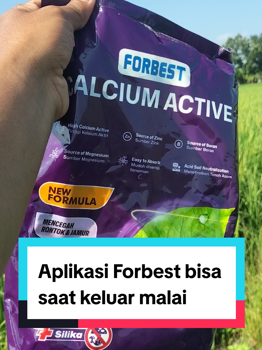 Membalas @selamet03 Aplikasi Forbest Calcium Active untuk Tanaman Padi #padi #petanipadi #budidayapadi #petanipadiindonesia #kalsium #forbestcalsiumactive 