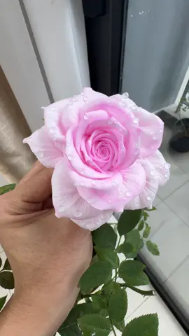 Chất liệu ăn được ngắm được 🤭🤭#nguyendinhluong #daybanhkem 