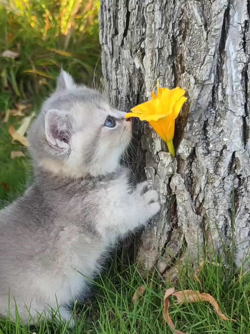 So sweet.😊#cute #kitten #cats #pets 