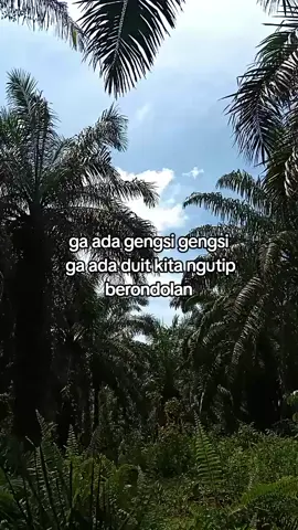 cocok🤪 #sawit #sawitriau #kulisawit  #berondolan #fyp 