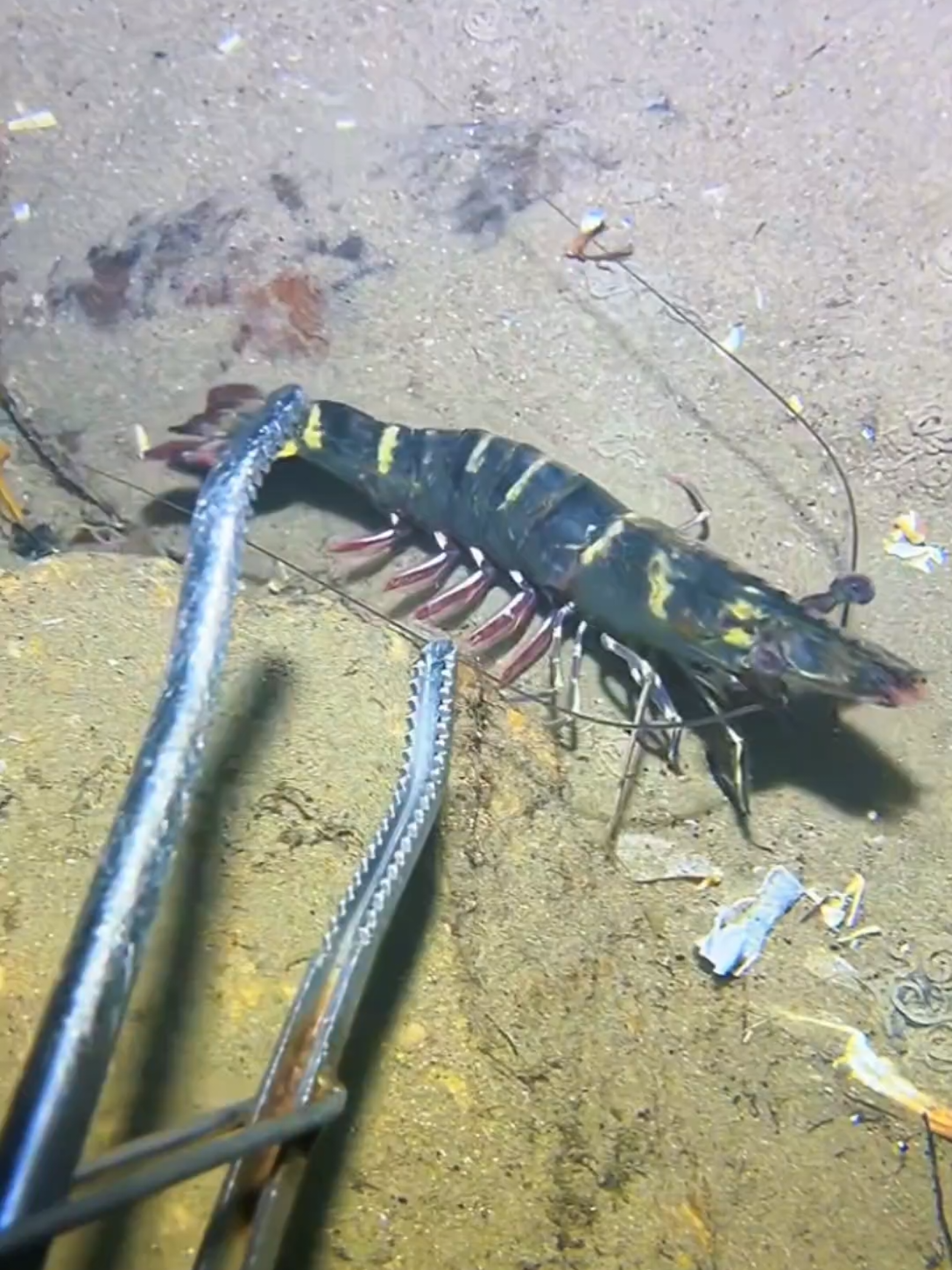 #diving #crab #catchthesea #seaside #seafood #fish #eel #lobster #seangsolofishing