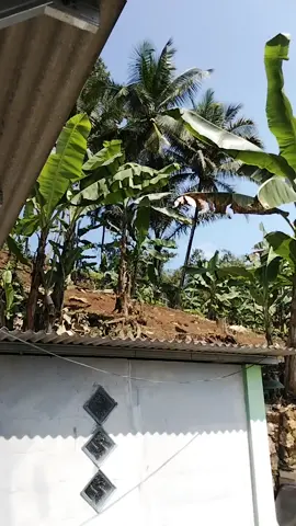 ibu aku lelah#kdm 