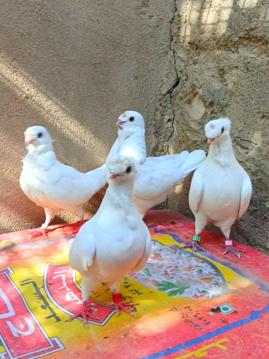 #الشعب_الصيني_ماله_حل😂😂  #ارافل #مگذلات 🪽🩵🫡🩵🪽