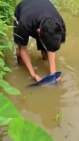 Cá có tóc#vanthuyvlog #xuhuong #xuhuongtiktok #haihuoc 