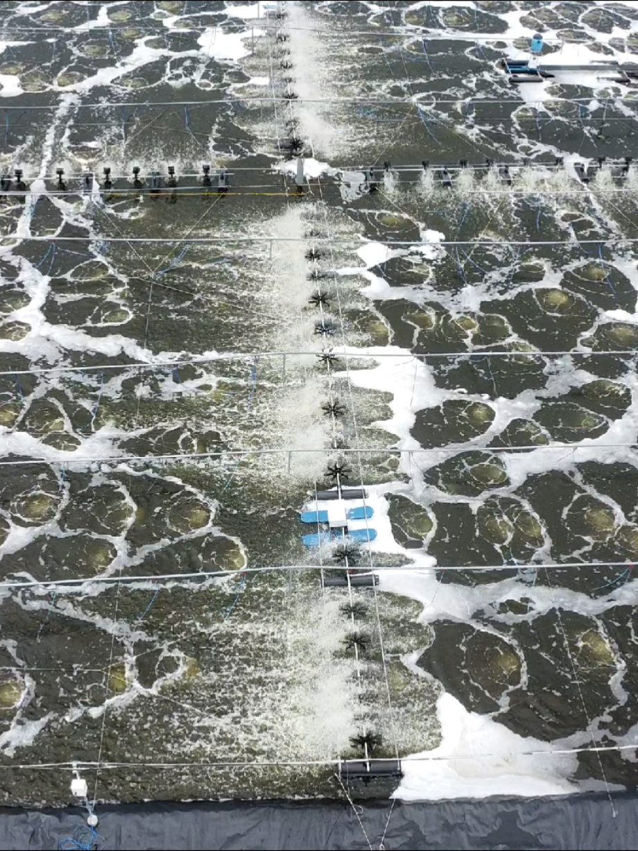 Làm tốt những gì mình đang có😊#flycam #nuoitomcongnghecao #nuoitomthe 