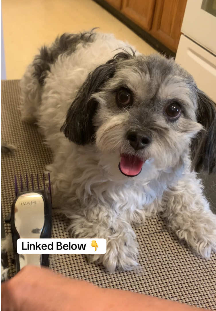 This shaver is awesome for trimming around the face and also on dog paws 🐾! #dogshaver #minishaver #petshaver #dogs #doggy #doggrooming #fyp 