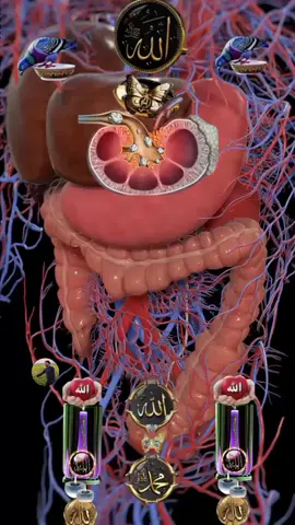 #🤲🤲🤲🤲🤲🤲🤲🤲🤲🕋🕋🕋🕋🕋🕋🕋🕋 #foryou #foryou #foryou #vorilvideo #vorilvideo #vorilvideo #viralTiktok #viralTiktok #viralTiktok #TiktokBangladesh #TiktokBangladesh #TiktokBangladesh #tiktokhouse #tiktokhouse #tiktokhouse 