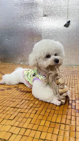 Văn vở 1 bửa nhe mí bạng #xuhuong #xuhuongtiktok #viraltiktok #dog #thanhgamgocaphe 