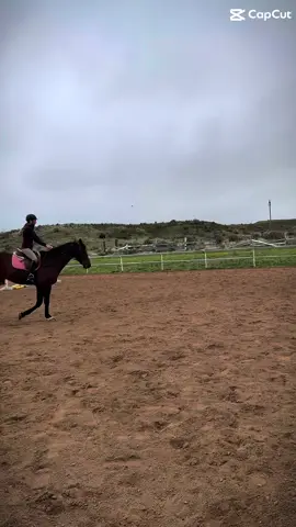 Draftyyy.. cooper eating 😝 #horse #equestrian #jumping #horsetok #fyp 