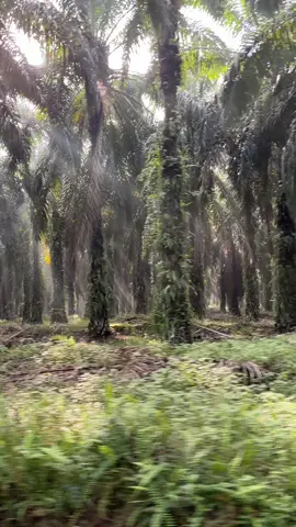 Pagi 2025 pengganguran ini masuk kerja #fyp #foryou #sawitkalimantan #borneo #sinarmas 