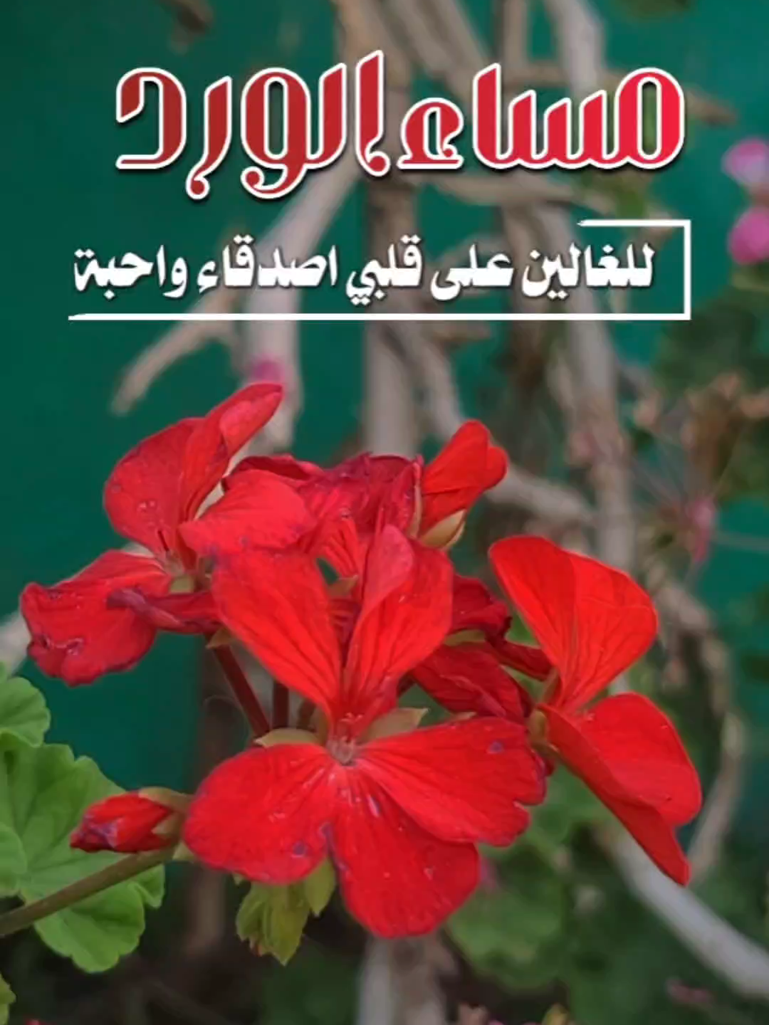 #مساء_الخير #مساء_الحب_والسعاده #مساء
