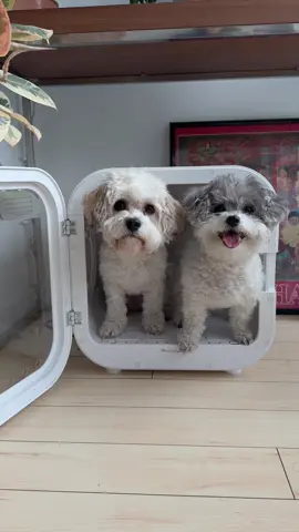 Bath days are so much easier around here @HomeRunPet 🫧🐾 #amazonprimeday2025 #amazonpetfinds #homerunpet #dryboplus #dogbathroutine #petdryer #dogroutine #dogownerproblems #amazonmusthaves #amazondogfinds #smalldogs