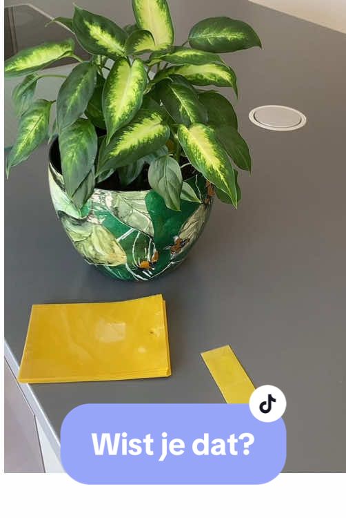 Het is wist je dat woensdag! Deze vangplaten worden vaak gebruikt bij de tuinbouw. Ze hangen dan aan een draadje door het gaatje en er hangen meerdere grote platen om vliegjes en ander ongedierte te vangen. Ik knip m’n vangplaten graag op maat omdat andere plakkaarten vaak erg groot zijn. Ik vind dat niet mooi. Ik plak er vervolgens een bamboestokje/roerstaafje/ijsstokje aan vast en steek deze in de grond. Blijft meestal goed zitten. Voordeel van deze vangplaten is dat ze een stuk goedkoper zijn. Te koop bij bol.com maar ook wel via temu oid.#propagate #plantillas #plant #plantsoftiktok #plants #tiktokviral #hobby #fyp #foryoupage❤️❤️ #f #planttiktok #viral_video #houseplants #plantlover #plantspiration #plantparent #plantas #rouwvliegjes #bol #temu 