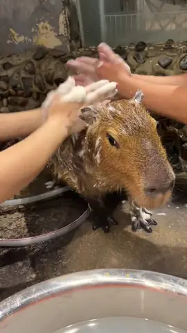 #capybara #loveyou 