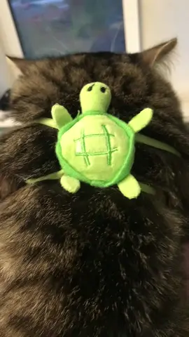 @КОТ ХАРУ #пусич #енот #енотик 