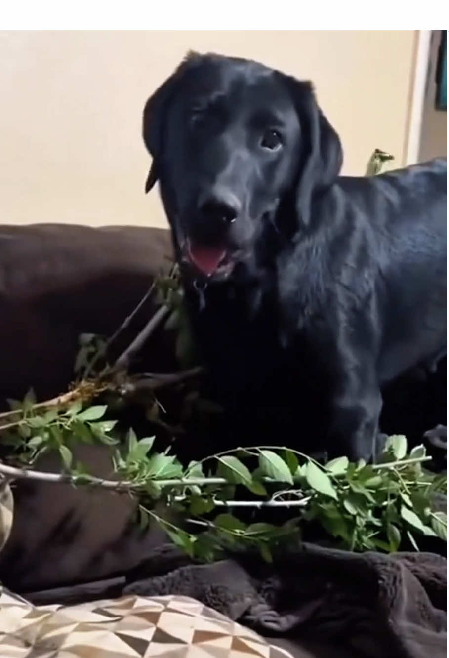 Dogs always like to hold sticks 🤣 #funny #dog #funnyvideo #cute #foryou #🤣🤣 #dogs #dogsoftiktok #pets 