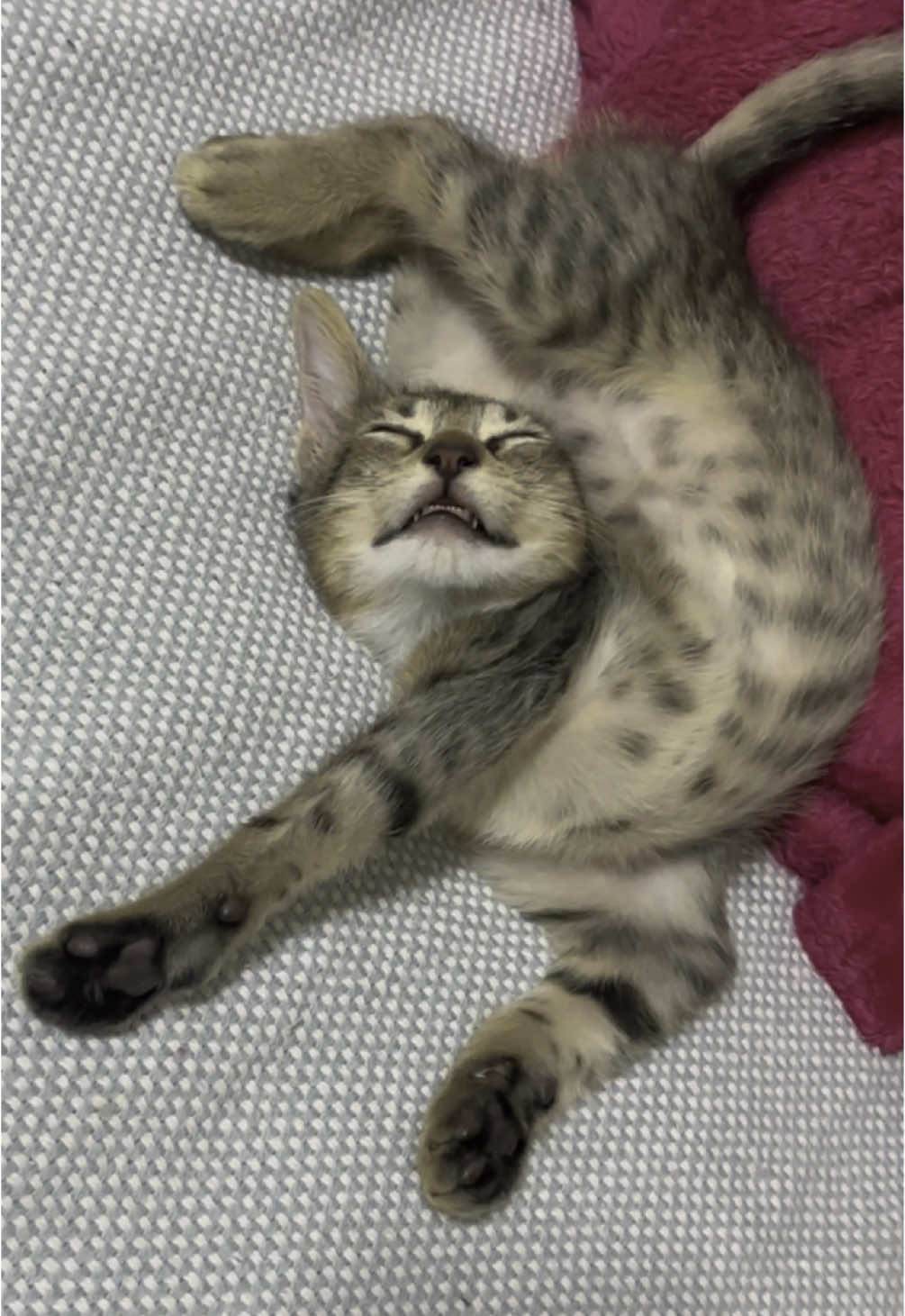 Mi gato está durmiendo en esta posición 😆 #kittens #cat #amorporlosgatos #michi #catsoftiktok #lakarenysusgatos #gatos #gatito #babycat #catlover 