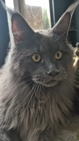He has been running around the house for 10 minutes like an idiot chasing his brother and completely worn himself out. His brother then appeared behind me and he ran off to chase him again 😼😹🙀🙀 He made me jump when he zoomed off 🤣🤣 #catlover #PetsOfTikTok #cutecats #funnycats #mainecoonsoftiktok 