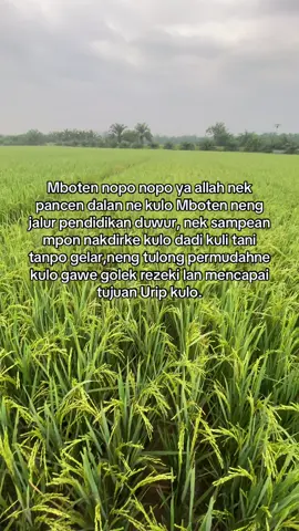 Pancen kulo syukuri ya Allah🤲👨‍🌾#fypシ #masukberanda #foryoupage #petanimuda #petanipadi #petanimilenial #jowokuciwoo #petaniindonesia🇮🇩🇮🇩🇮🇩🌿🌿 