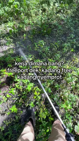 #petanimuda #petanisawit #sawitriau #sawitontiktok #storysawit #nyemprot 