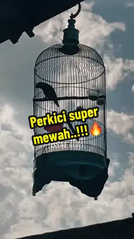 welcome to markas perkici super mewah..😁🔥#CapCut #kicaumania #kicaumaniaindonesia #kicaumanianusantara #kicaumania_indonesia #kicauburung #fyp #lombaburung #masteranburung #masteranmuraibatu #muraibatu #masteran #lombaburungberkicau #muraibatuindonesia #kicau #murai #muraibatugacor #muraibatumania 