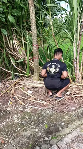 hữu duyên cứu được 3 mèo con bị bỏ rơi 