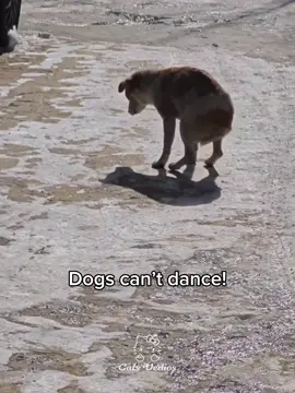 Dancing dogs #foryoupagе #funk #phonk #fyp 