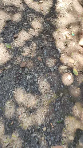 👋 #kphgank🚀 #supra #komorodstyle #xy 