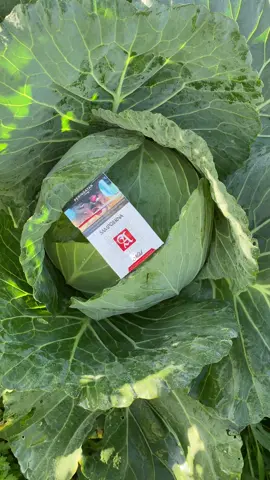 Tani kubis full senyum harga meroket. #petanikubis  #petanimuda #petanimilenial #anggunmakmurfarm #petaniindonesia🇮🇩🇮🇩🇮🇩🌿🌿 #wonosobo #kubis #cabbage #kubisgrand11 #wonosobo24jam 
