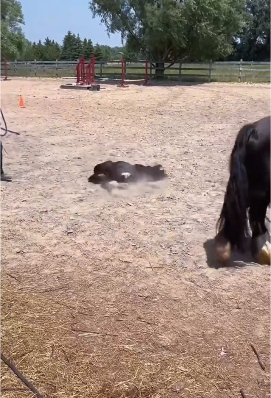 When a Horse Falls… #horses #tiktok #fyp #foryou #usa #core 