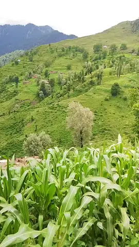 #fyp #kashmir 