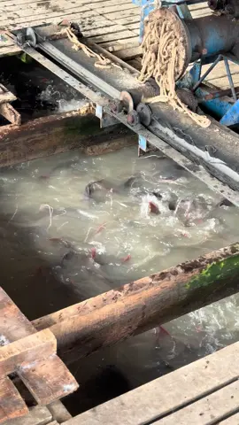 Cá lăng bè sông tiền mùa nước nổi