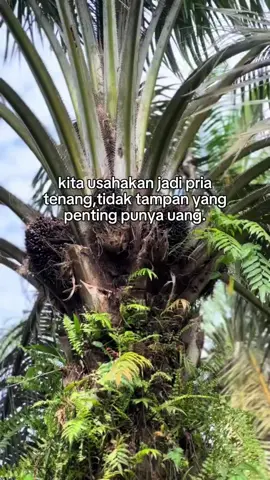 cuman sawit sepetak#petanimuda #sawittenera #bibitunggul #bukanpenikmatwarisanorangtua#fyppppppppppppppppppppppp #fypシ #capcut #sawitsumatra #pupukorganik 