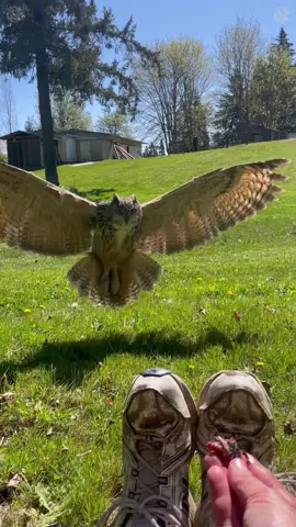 Funny owl #owl #owls #owlsoftiktok #funny #fpy 