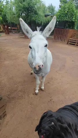 Kókusz az esőben! 😍♥️☺️ #mancsranch #minidonkey #kókusz #bestfriend #beautyful #♥️ 