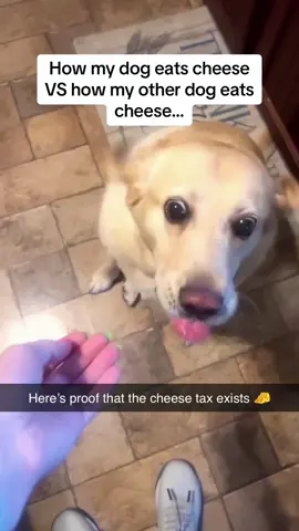 Dog and food#dog#funny#funnyanimals#funnypets#animals #dogsofttiktok #pet #foryou #longervideos