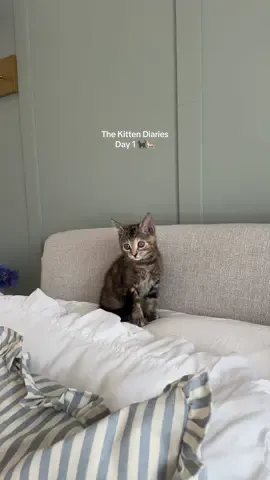 Getting our cat a kitten - episode 1 🐈‍⬛🐈 #introducingcats #newkitten #cattok #kittentok #catsoftiktok 