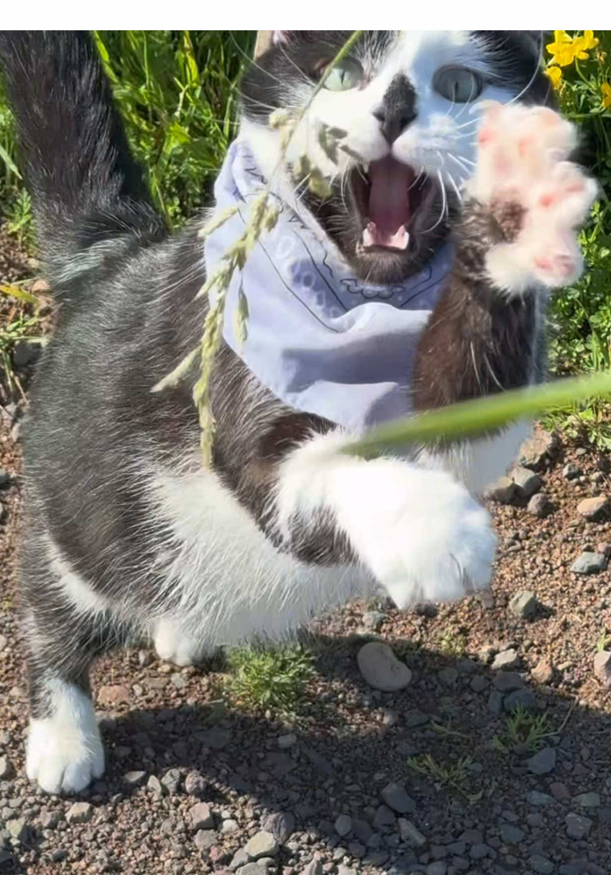 Meowdy purrtners. Jack Spicer did quite a bit of hay testing and took major issue with the birds on the ergo to the forest in this inspection 🧐  If you’re a fan of Jack Spicer’s kitty cat cowboy content please consider being a real cowpoke and subscribing to his Patreon linked in bio 😊 everything helps ❤️  #cat #cats #catlover #kittycat #catlife #cattok #funnycat #catmeow #catwalk #catsoftiktok #catwalks #cutecat #kitty #catlovers 