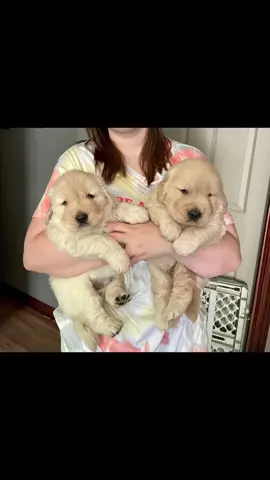 Happy Birthday to our baby bear Bailey and his twin brother Rushie. No wonder these 2 puppers were so big, no wait at the milk bar #happybirthday #fypシ #viral #adventuresofbailey #funnydog #retrieveroftheday #ilovegoldens 