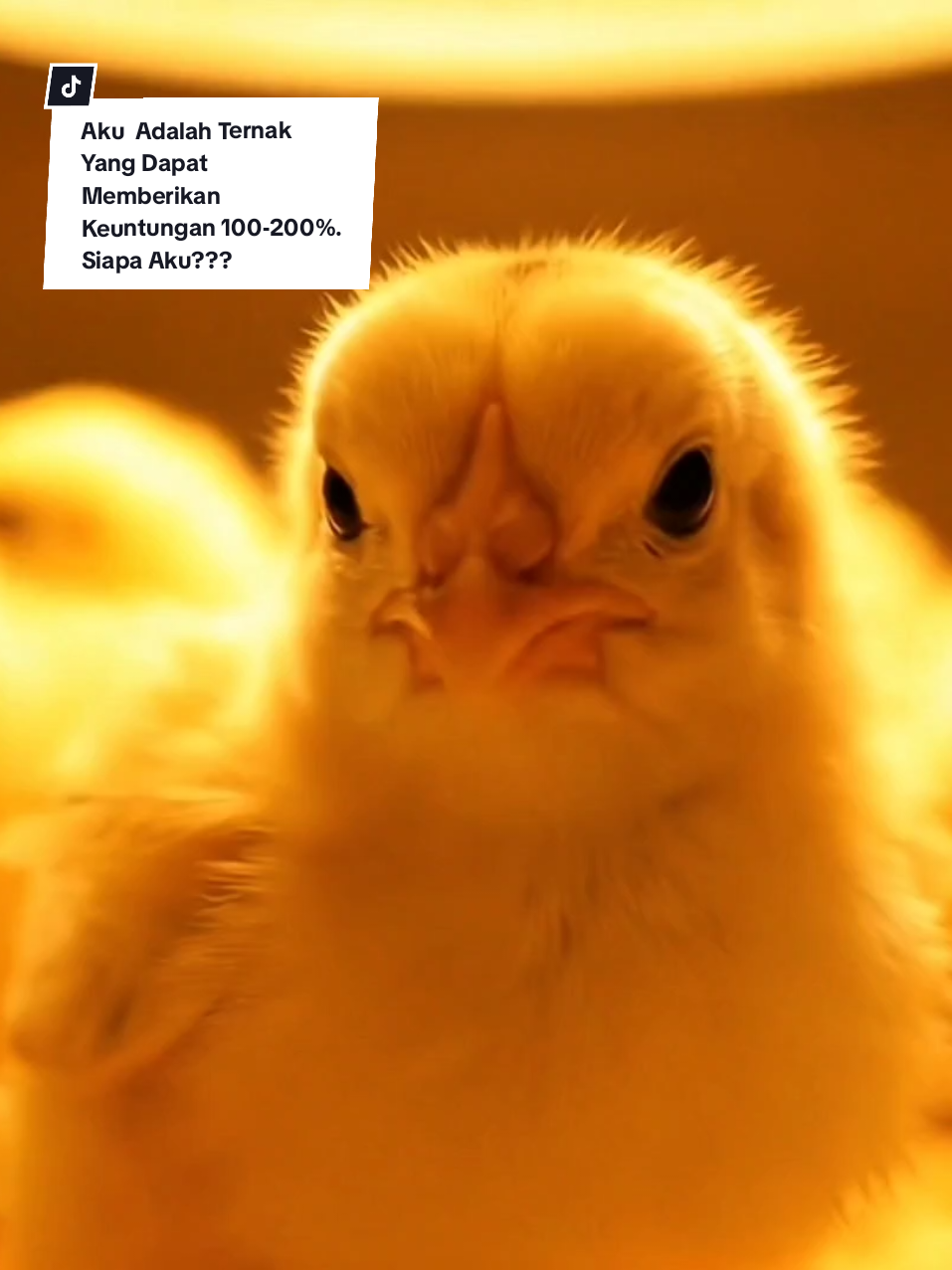 Kalau kamu belum pernah kerja di ayam broiler, kamu nggak akan tahu betapa pentingnya suhu, oksigen, sekam, dan manajemen kandang di tiap fase umur ayam. Dari DOC datang sampai panen, semua butuh perhatian detail. Rawat kami dengan benar… uangmu bisa naik 100–200%. Suara hati ayam broiler, langsung dari kandang close house. #AyamBroiler #PeternakanModern #CloseHouse #PeternakSukses #FaktaPeternakan #KontenAI #PeternakanIndonesia #ai #belajarai #veo3 #broilerAI 