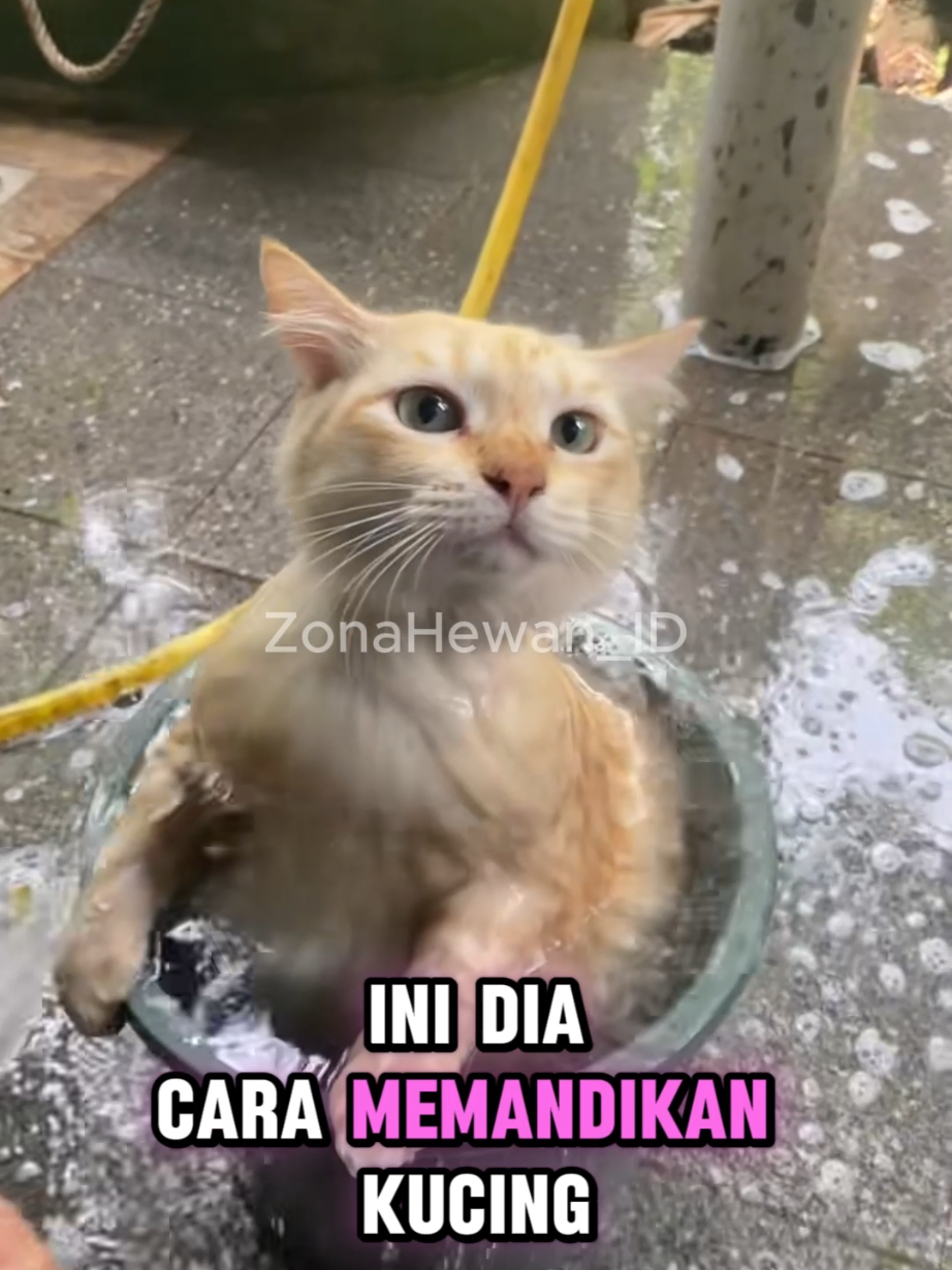 Mau mandiin kucing tapi takut bikin dia stress? Yuk, simak cara memandikan kucing yang baik dan benar! Mulai dari persiapan, pemilihan sampo, sampai teknik mengeringkan yang bikin kucing tetap nyaman. Jangan lupa like dan follow untuk konten menarik lainnya! #Kucing #mandikucing #reelskucing #catcare #kucingbersih #tipskucing 