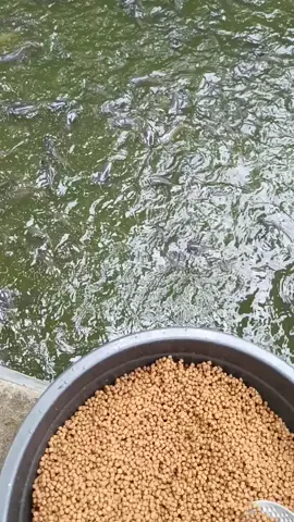 #lelebanjarnegara #fyp 