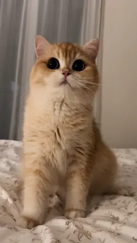 My British golden chinchilla cat with eyes like two moons! 🌕💛 #BritishShorthair   #GoldenChinchilla   #CuteCat   #CatTok   #CatsOfTikTok   #FluffyCat   #CatEyes   #PetTok   #Meow   #CatLover   #KawaiiCat   #TikTokCats  