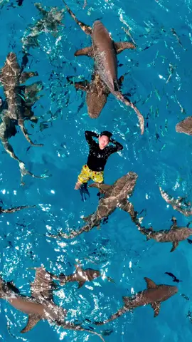 Jadi pada prinsipnya shark tidak akan gigit kalo kita ga gigit duluan ucap seorang guide sambil tersenyum, dalam hati ini kalo digigit selesai ni🦈🦈 . . 📍Fulidhoo Island, Shark Point  . #freediving #maldives #shark #babyshark #fyp #mafushi 