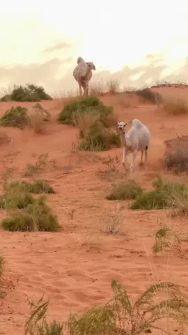 #عطايا_الله🐪 #نياق #🌷 #اكسبلور #for 