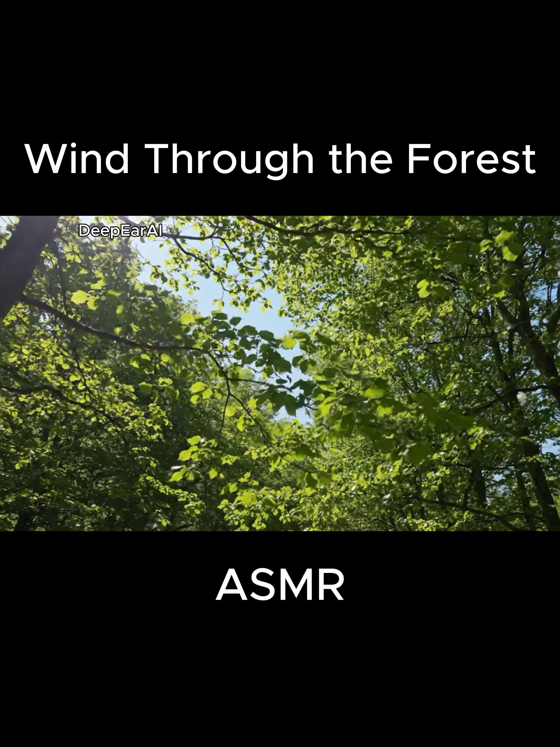 Wind Through the Forest A gentle breeze stirs thick summer leaves. #forest #leaves #wind #sound #satisfying #relax #asmr #숲 #바람소리 #잎사귀 #힐링
