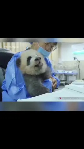 #panda #độngvật #gấutrúc 